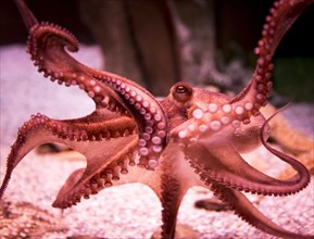 Red Octopus (Octopoda) in an aquarium