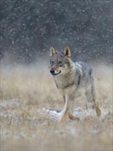 Gray wolf (Canis lupus)