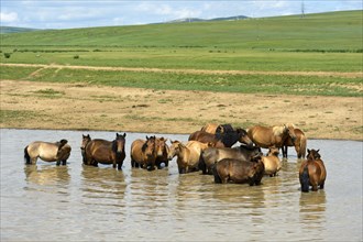 A herd of horses (Equus) seeks cooling in a pond