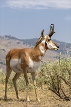 Pronghorn (Antilocapra americana)