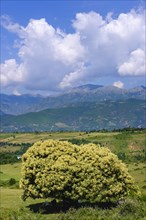 Flowering sweet chestnut (Castanea sativa)