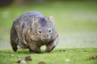 Common Wombat (Vombatus ursinus) walking on a meadow
