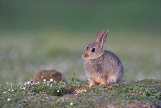 Young European rabbit (Oryctolagus cuniculus)