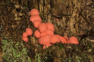 Mushroom (Hypoxylon fragiforme)