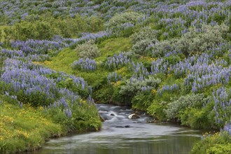 River course with blue Nootka lupins (Lupinus nootkatensis)