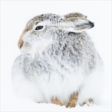 Mountain hare (Lepus timidus) sits in the snow