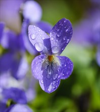 Wood violet (Viola odorata)