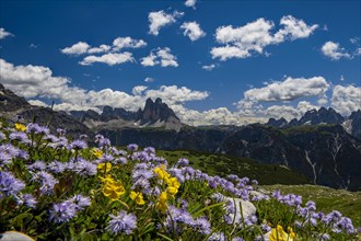 Flower meadow in front of mountain panorama