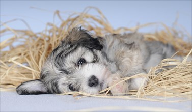 Havanese