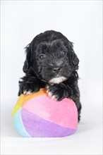 Havanese