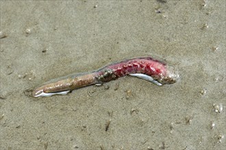 Lugworm (Arenicola marina) digs into the sand