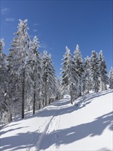 Snow-covered trees at Unterberg