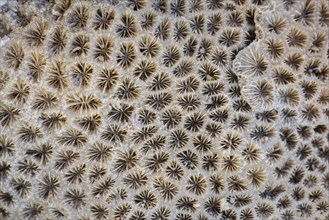 Coral fossil texture background