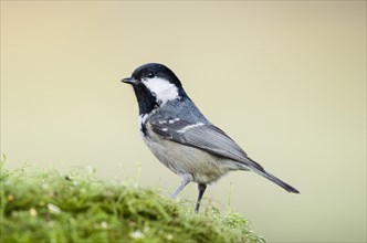 Coal tit (Periparus ater) stands on moss