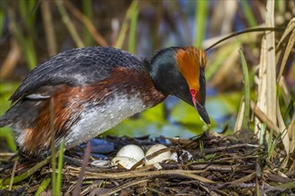 Horned Grebe (Podiceps auritus) at the nest with clutch