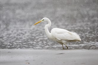 Great egret (Ardea alba) hunting at the ice edge