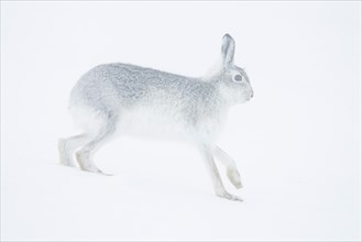 Mountain hare (Lepus timidus) running in snow