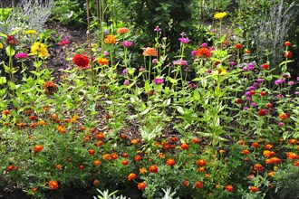 Flower garden with zinnias (Zinnia) and with Marigolds (Tagetes)