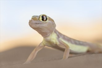 Namib sand gecko (Pachydactylus rangei) in Sand Dune