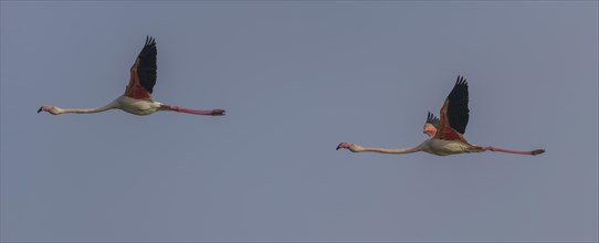 Two Greater flamingos (Phoenicopterus roseus)