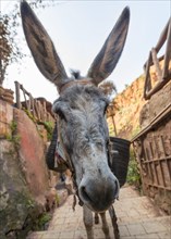 Donkey with long ears