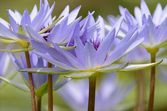Cape blue water lilies (Nymphaea capensis)
