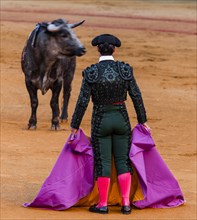 Bull stands in front of Matador