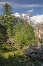 European larches and Swiss stone pines in the Tauern Valley