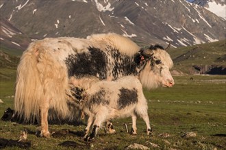Yak (Bos grunniens) with feeding calf on a pasture
