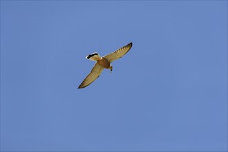 Lesser Kestrel (Falco naumanni) with captured lizard