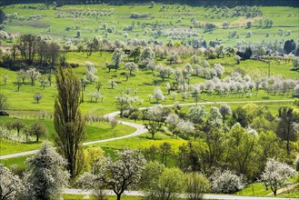 Flowering orchard meadows
