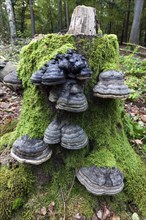 Tinder Funguses (Fomes fomentarius) grow on a dead