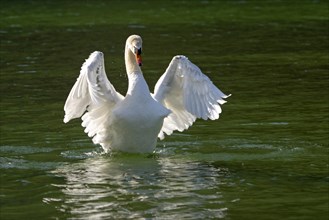 Mute swan (Cygnus olor) spreads wings in the water