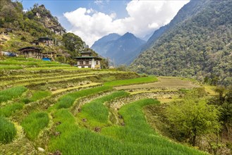 Farmhouse with rice fields in mountain landscape
