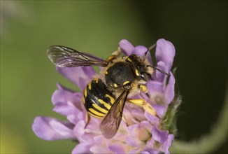 European wool carder bee (Anthidium manicatum) on Field scabious (Knautia arvensis)