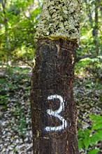 Partially peeled Cork oak (Quercus suber) with year indication of the last peeling