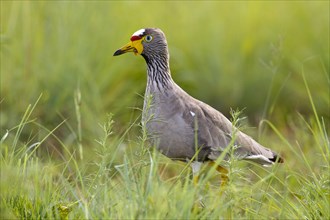 African wattled lapwing (Vanellus senegallus) in the meadow