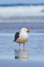 Pacific gull (Larus pacificus) standing in water
