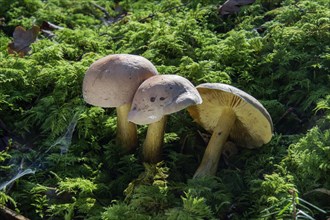 Mushroom (Tricholoma bufonium)