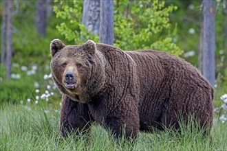 Brown bear (Ursus arctos) strong male
