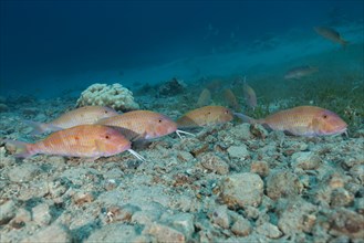 Group of Cinnabar Goatfish (Parupeneus heptacanthus)