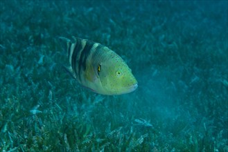 Abudjubbe (Cheilinus abudjubbe) swim over sea grass