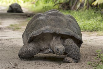 Aldabra Giant Tortoisen (Aldabrachelys gigantea) on Bird Island