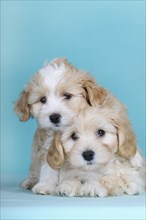 Havanese