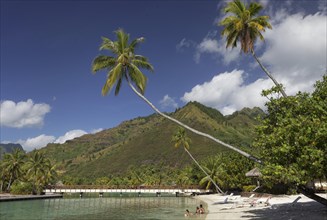 Beach with overhanging palm trees