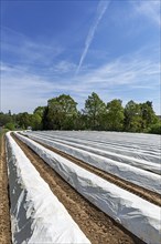 Foil covered asparagus field