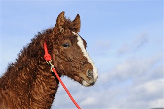 Curly Horse (Equus ferus caballus)