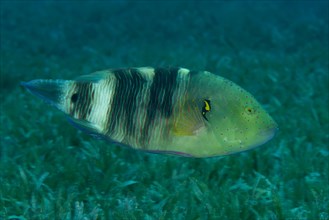 Abudjubbe (Cheilinus abudjubbe) swim over sea grass