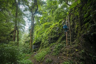 Young hiker on a bamboo ladder in the jungle