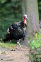 Wild turkey (Meleagris gallopavo)